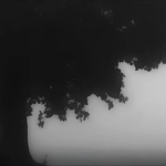 Mistyf0rest