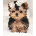 #PUPPY NATION!