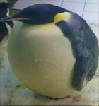 pingu’s epic group