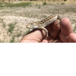 Lizard group & Lizards Studios
