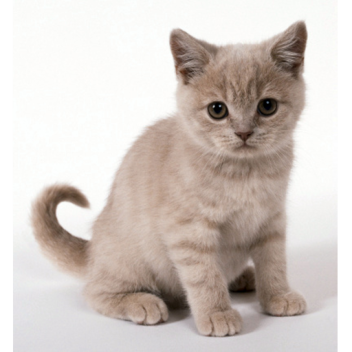 [Fixed] Cat's Tycoon