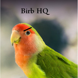 Birb HQ