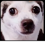 The Crazy chihuahua