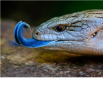 Lizard Group!
