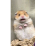 CcxmrlimexX