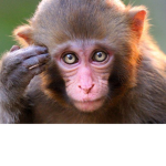 Buff monkey gang