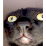 gatito fiesta