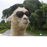 Random group Llama thing