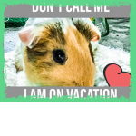 Guinea pig group JJ and KK