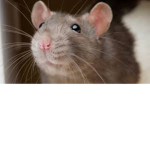 My family of rats