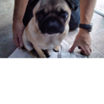 Pebble the pug