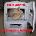 internet fail cat. (original) Roblox decal preview