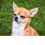 Italian Chihuahuas
