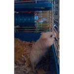 The hamster fan club.