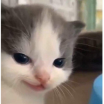 Marshmallowsv