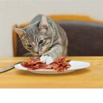 Bacon and cat ######