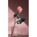 Rose petalx