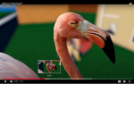 FLAMINGO IS PREZIDENT OF ALL THE PEOPLE AND ADMIN