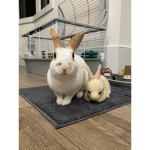 Bun Bun's Army
