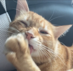 meowy toe