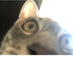 Hi am Alison