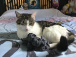 Kitty cats and doggos