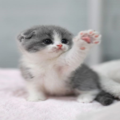 Cute Cat Paws Kawaii Not Mine Roblox decal