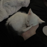 luhvkitty