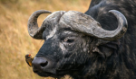 [PF] Buffalo Troopers