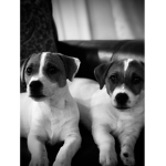 Puppy union