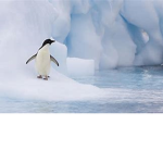 Pengu Iceberg