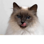 Miss cat lilou
