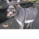 epic donkeys