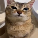 apricity' Group Thumbnail