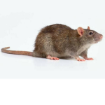 Ratatouille is cute