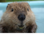 Beaver Games