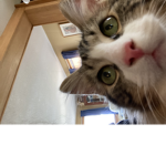 Zach the cat group