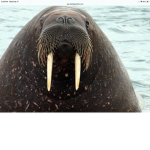 Sketchy Walruses