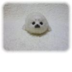 baby seal group