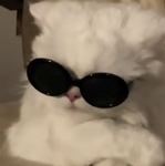 Naomi's Kitten Club