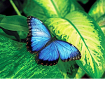 Blossom_Studios