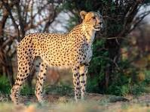 Cheeta and pzreal10 Games