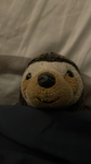 Sloths time