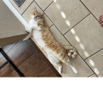 Sircat’s group