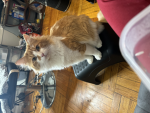 Shylah’idiots