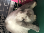 Bunny talks