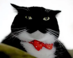Nocturne's Apparel