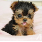Funniest and cutest animals