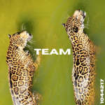 The Jaguar Team