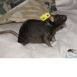 Rat World